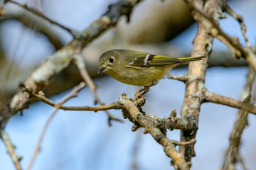 Ruby-crowned Kinglet (Regulus calendula) Profile