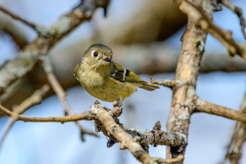 Ruby-crowned Kinglet (Regulus calendula) Profile