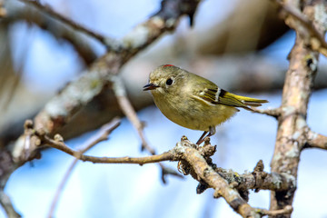 Ruby-crowned Kinglet (Regulus calendula) Profile with red crown displayed