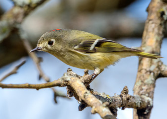 Ruby-crowned Kinglet (Regulus calendula) Profile with red crown displayed.