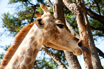 South African giraffe