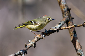 Ruby-crowned Kinglet (Regulus calendula) Profile with red crown displayed.
