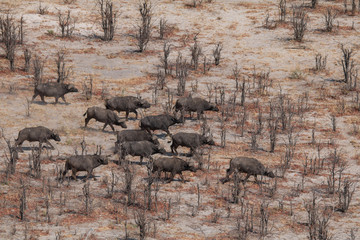 African buffalo from a helicopter, Okavango Delta, Botswana, Africa