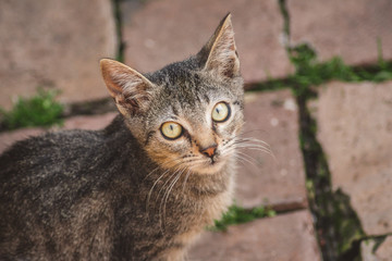 Striped gray kitty with green eyes