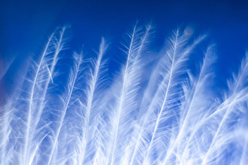 Macro photo. Feather on blue, blurred background. Beautiful soft texture of the pen.