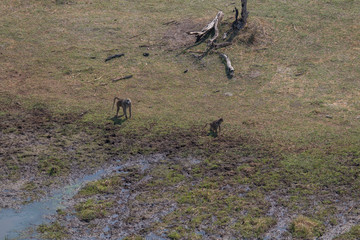 Chacma Baboons from an aerial view, Okavango Delta, Botswana, Africa