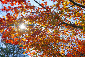 Sun rays peeking through colorful red, orange, and yellow leaves during foliage season on the East Coast