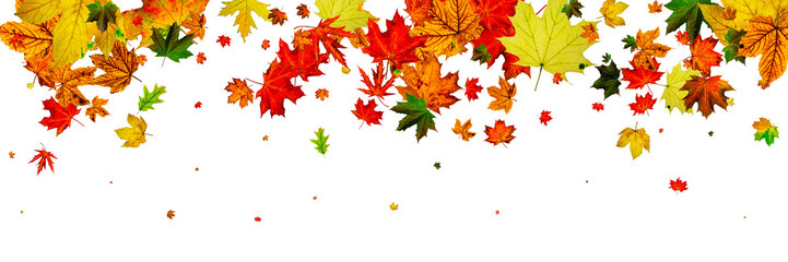 Fall season. Autumn leaves falling pattern isolated on white. Th