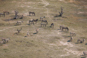 Plain zebras from an aerial view, Okavango Delta, Botswana, Africa