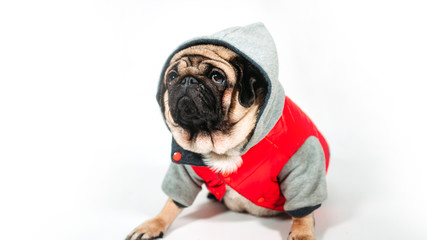 A beautiful sad pug in a jacket with a hood sits on isolated white background.