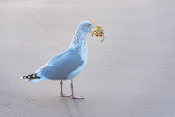 Sylt Moewe Strand Krabbe Strand