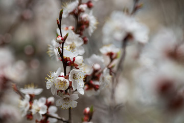 apricot flower spring nature close up macro awekening life day light