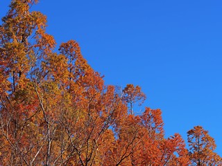 メタセコイアの紅葉