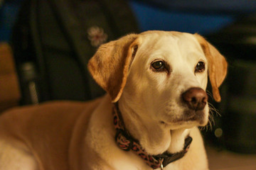 A beagle and lab mix dog, serious look, close up. A popular crossbreed from two popular parents, the Beagle and the Labrador. Both breeds are known for their kind nature, and they are very intelligent