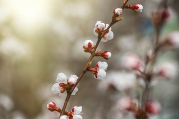 apricot flower spring nature close up macro awekening life day light