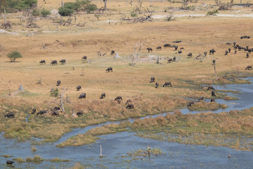 Fototapeta na wymiar African buffalo from a helicopter, Okavango Delta, Botswana, Africa