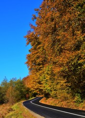Obraz premium a road near the yellowed forest