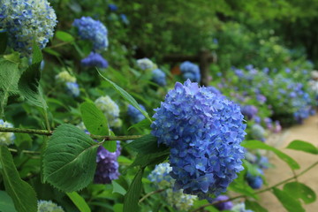神戸市立森林植物園のアジサイ
