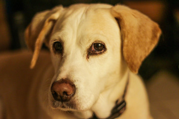 A beagle and lab mix dog with sad eyes, close up. A popular crossbreed from two popular parents, the Beagle and the Labrador. Both breeds are known for their kind nature, and they are very intelligent