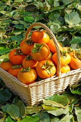 Basket of freshly picked  orange persimmon kaki fruits
