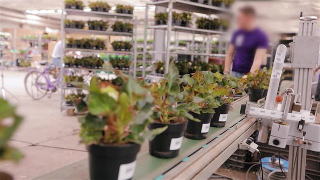 Automated process of sticking barcodes to pots of flowers in a modern greenhouse. Sticking bar codes on pots with flowers in a greenhouse