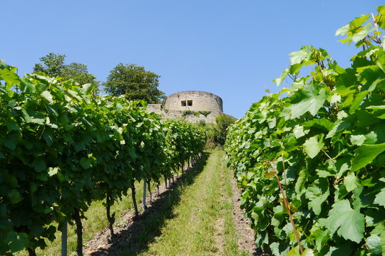 Weinberg und Blick auf Bastion Burg Weibertreu in Weinsberg