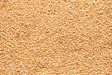 Pile of raw spelt seeds