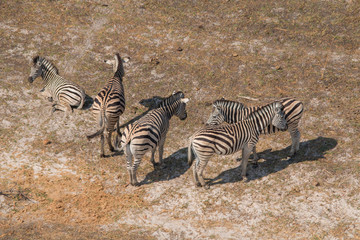 Fototapeta na wymiar Plain zebras from an aerial view, Okavango Delta, Botswana, Africa