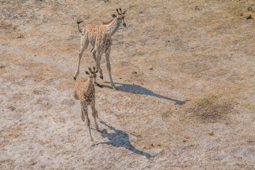 Giraffe running away from the helicopter, Okavango Delta, Botswana, Africa