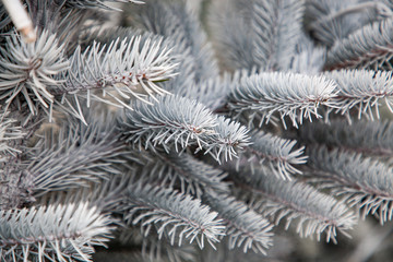 Naklejka na ściany i meble close up on snowy fir branches Christmas background