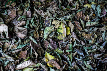 Dry leaves piled up on the garden floor.
