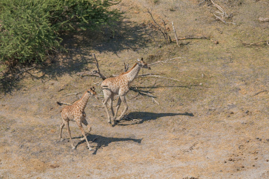Giraffe running away from the helicopter, Okavango Delta, Botswana, Africa