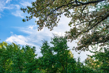 tree and sky, sweden, sverige, nacka, stockholm, europe