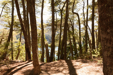 Morning capture inside forest in Los Arrayanes National Park, Villa La Angostura, Patagonia, Argentina