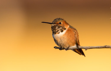 Allen's hummingbird on perch