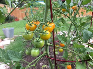 Ripening cherry tomatoes on vine in garden