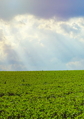 A field of young soybeans against a stormy sky with rays of the sun. landscape with green soybean growing on a cultivated field before the rain. Good harvests of meat substitute for vegetarians.