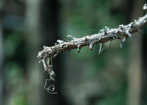 Dry twigs with spider web stuck in blurred background