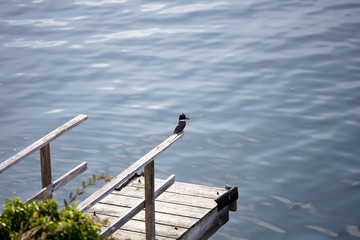 Kingfisher Bird Wildlife