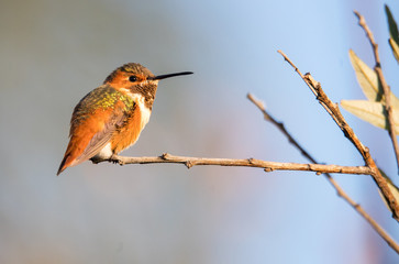 Allen's hummingbird on perch