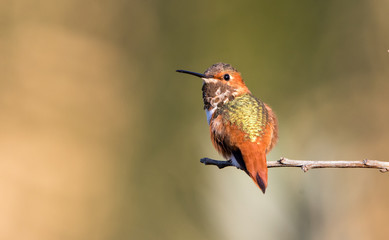 Allen's hummingbird on perch