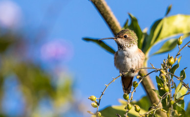 Allen's hummingbird on perch
