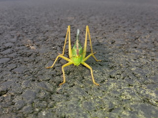 Grasshopper green on black asphalt, view from front side