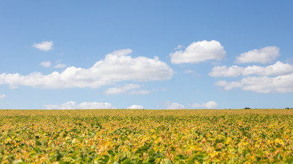 Fototapeta premium Field with ripened soy. Glycine max, soybean, soya bean sprout growing soybeans. Yellow leaves and soy beans on soybean cultivated field. Autumn harvest. Agricultural soy plantation background