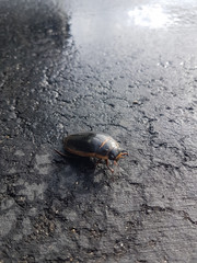 Predaceous diving Beetle in Massachussetts