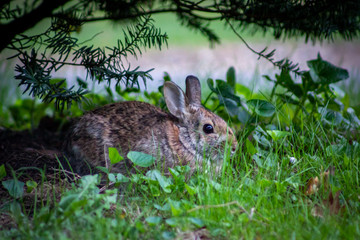 Rabbit