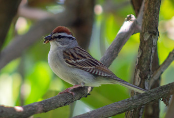 Chipping sparrow with food