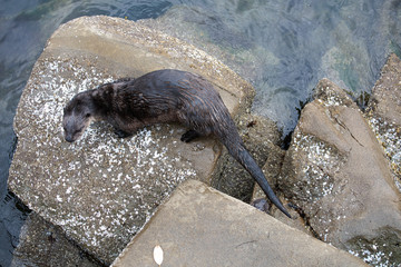 Otter On Rock In Vancouver Canada