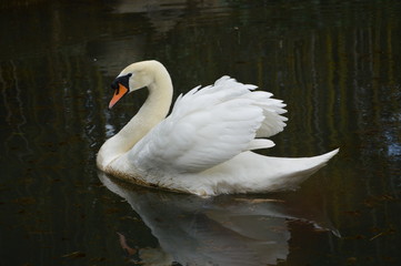 Naklejka premium anatra