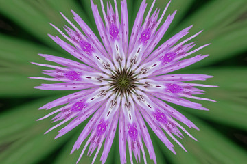 Kaleidoscope purple Cattleya